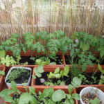 2012-06-07 pomidorki koktajlowe 2012-06-07 pomidorki koktajlowe