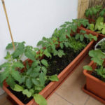 2012-06-07 pomidorki koktajlowe 2012-06-07 pomidorki koktajlowe