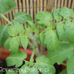 2012-06-07 pomidorki koktajlowe zaczynają kwitnąć 2012-06-07 pomidorki koktajlowe