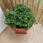 2012-06-07 poziomki 2012-06-07 poziomki