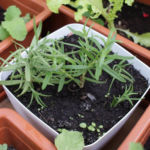 2012-06-07 rozmaryn - połamał się i go próbuję ukorzenić 2012-06-07 rozmaryn