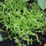 2012-06-07 rumianek 2012-06-07 rumianek