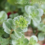 2012-06-07 rozchodnik przygotowuje się do kwitnięcia :) 2012-06-07 rozchodnik kaukaski superbum