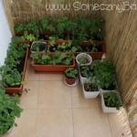 2012-06-07 słoneczny balkon 2012-06-07 słoneczny balkon