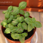 2012-06-17 bazylia 2012-06-17 bazylia