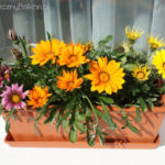 2012-06-16 Gazanie 2012-06-16 Gazanie