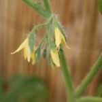 2012-06-17 pomidorki koktajlowe zakwitły 2012-06-17 pomidorki koktajlowe zakwitły