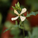 2012-06-17 rukola zakwitła 2012-06-17 rukola zakwitła