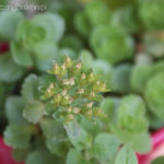 2012-06-17 rozchodnik kwitnie 2012-06-17 rozchodnik kwitnie