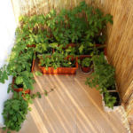 2012-06-17 warzywa na balkonie 2012-06-17 warzywa na balkonie