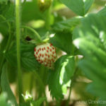 2012-06-20 Biała poziomka 2012-06-20 Biała poziomka