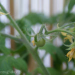 2012-06-29 Pomidorki koktajlowe zaczynają owocować 2012-06-29 Pomidorki koktajlowe zaczynają owocować