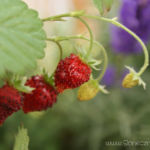 2012-06-29 Poziomki 2012-06-29 Poziomki