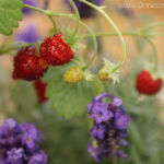 2012-06-29 Poziomki 2012-06-29 Poziomki