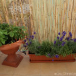 2012-06-29 Poziomki i lawenda 2012-06-29 Poziomki i lawenda