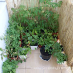 2012-06-29 Warzywa na balkonie 2012-06-29 Warzywa na balkonie