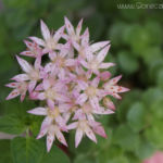 2012-06-30 Rozchodnik zakwitł w pełni :) 2012-06-30 Rozchodnik zakwitł w pełni :)