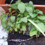 2012-07-03 mięta - system korzeniowy 2012-07-03 mięta - system korzeniowy