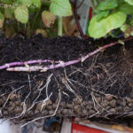 2012-07-03 mięta - system korzeniowy 2012-07-03 mięta - system korzeniowy