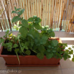 2012-07-03 mięta po przesadzaniu 2012-07-03 mięta po przesadzaniu