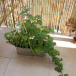 2012-07-03 mięta przed przesadzaniem 2012-07-03 mięta przed przesadzaniem