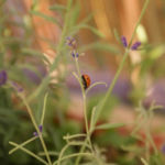 2012-07-19 biedronka na lawendzie 2012-07-19 biedronka na lawendzie