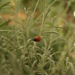 2012-07-19 biedronka na lawendzie 2012-07-19 biedronka na lawendzie