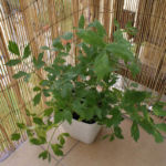 2012-07-22 lubczyk 2012-07-22 lubczyk