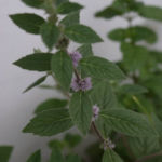 2012-07-22 mięta kwitnie 2012-07-22 mięta kwitnie