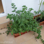 2012-07-22 mięta i melisa 2012-07-22 mięta i melisa