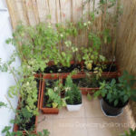 2012-07-22 słoneczny balkon 2012-07-22 słoneczny balkon