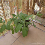 2012-07-22 szałwia 2012-07-22 szałwia