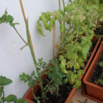 2012-07-22 połamany pomidorek 2012-07-22 połamany pomidorek