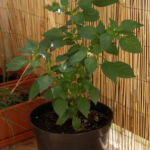 2012-08-07 chili pimenta na balkonie owocuje 2012-08-07 chili pimenta na balkonie owocuje