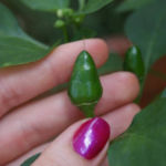 2012-08-07 chili pimenta owocuje 2012-08-07 chili pimenta owocuje