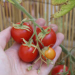 2012-08-07 pomidorki koktajlowe już czerwone 2012-08-07 pomidorki koktajlowe już czerwone