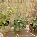 2012-08-07 lubczyk, szałwia i bazylia 2012-08-07 lubczyk, szałwia i bazylia