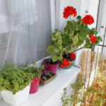 2012-08-07 oregano, skalniaki i pelargonie 2012-08-07 oregano, skalniaki i pelargonie