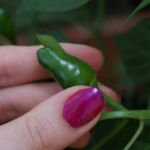 2012-08-07 chili pimenta owocuje 2012-08-07 chili pimenta owocuje