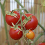 2012-08-07 pomidorki koktajlowe już czerwone 2012-08-07 pomidorki koktajlowe już czerwone