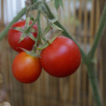 2012-08-07 pomidorki koktajlowe już czerwone 2012-08-07 pomidorki koktajlowe już czerwone