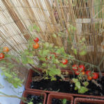 2012-08-07 pomidorki koktajlowe już czerwone 2012-08-07 pomidorki koktajlowe już czerwone