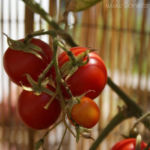 2012-08-07 pomidorki koktajlowe już czerwone 2012-08-07 pomidorki koktajlowe już czerwone