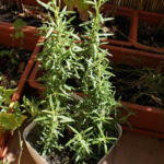 2012-08-07 rozmaryn 2012-08-07 rozmaryn