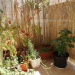 2012-08-07 słoneczny balkon 2012-08-07 słoneczny balkon