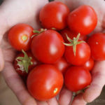 2012-08-10 zbiory pomidorków koktajlowych 2012-08-10 zbiory pomidorków koktajlowych