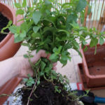 2012-08-12 mięta pieprzowa - bryła korzeniowa 2012-08-12 mięta pieprzowa - bryła korzeniowa