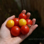 2012-08-12 zbiory pomidorków koktajlowych 2012-08-12 zbiory pomidorków koktajlowych