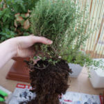 2012-08-12 tymianek - bryła korzeniowa 2012-08-12 tymianek - bryła korzeniowa