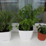 2012-08-12 tymianek i dwie mięty pieprzowe 2012-08-12 tymianek i dwie mięty pieprzowe